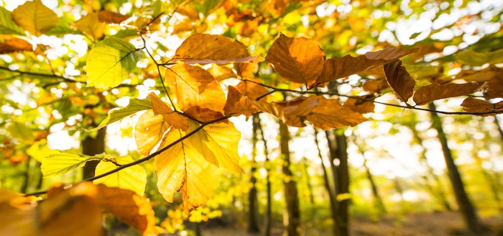 Special des Monats im November - Herbstzauber am Nebelsee! 2 DSW8460 1210x560